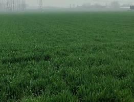 鄭麥16試驗(yàn)田現(xiàn)場(chǎng)講解