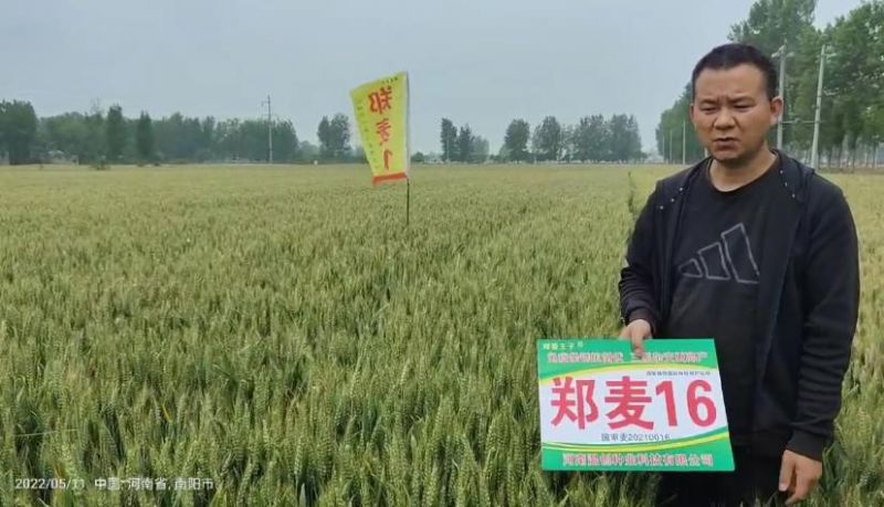 鄭麥16在南陽市試驗(yàn)田展示