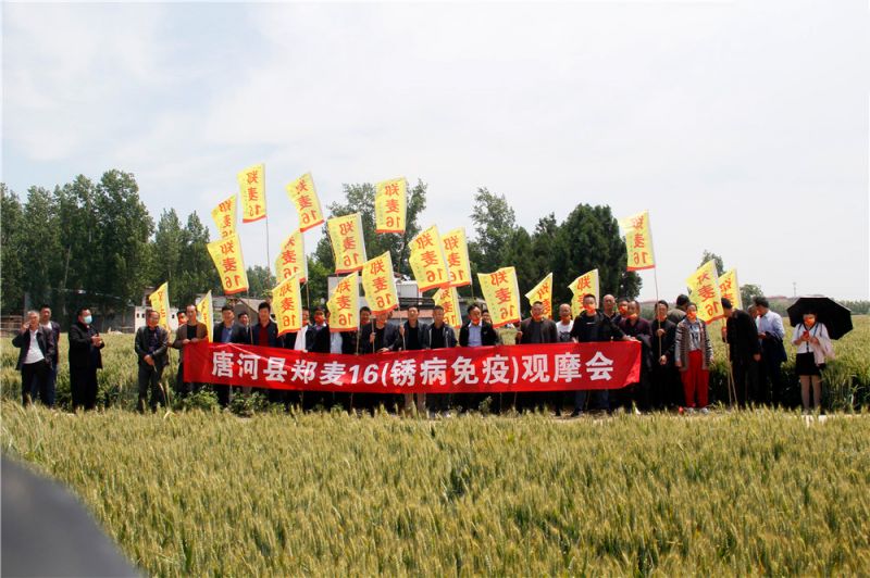 小麥的分類有哪些？